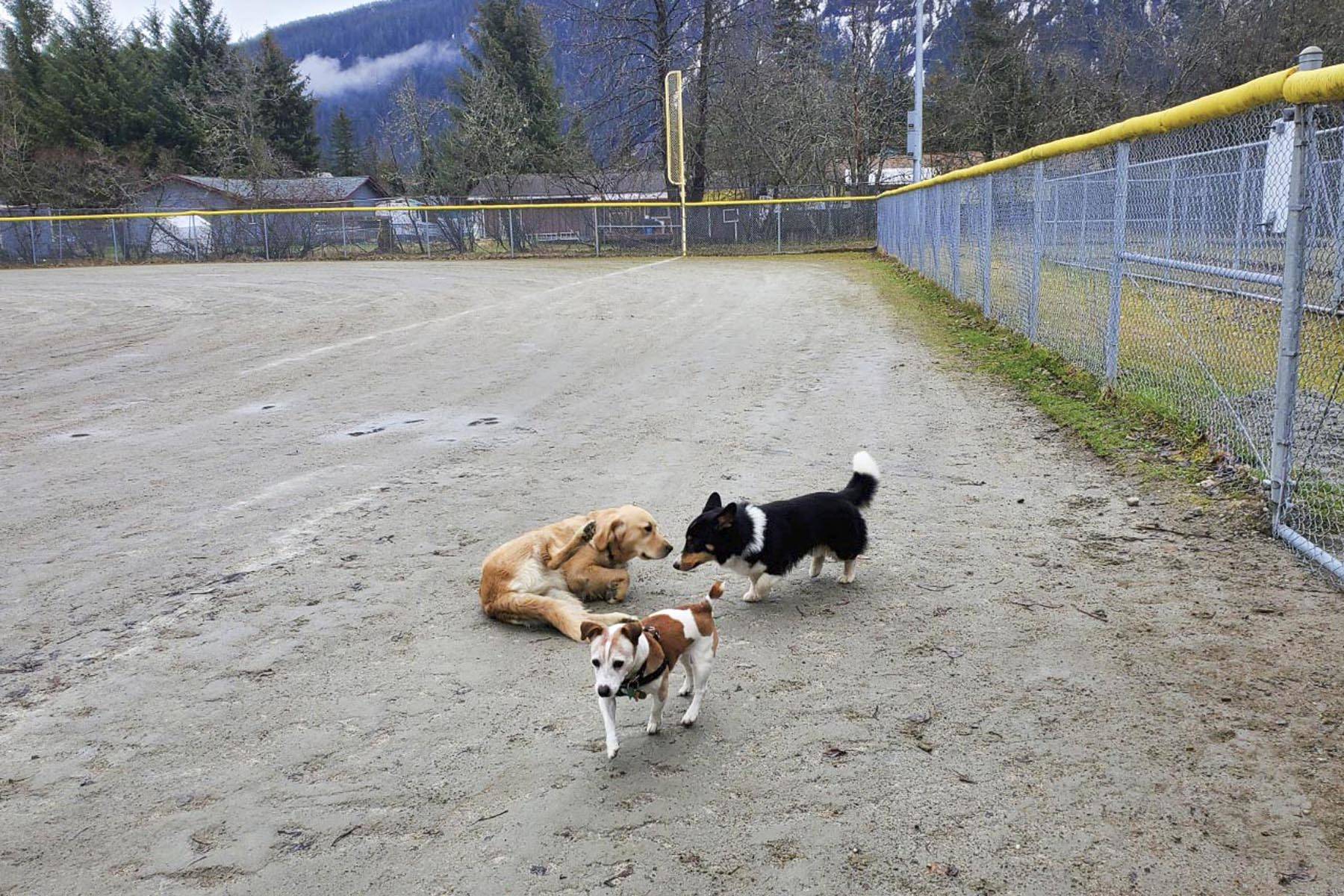 Archie (center), Ella (left) and Arrow (right) enjoy the dog-friendly Field 2 in Melvin Park on April 26, 2020. The field, Dimond Park, and the grassy area on top of Gold Street are all closed to dogs indefinitely due to a rising amount of unremoved dog poop. (Ben Hohenstatt | Juneau Empire)