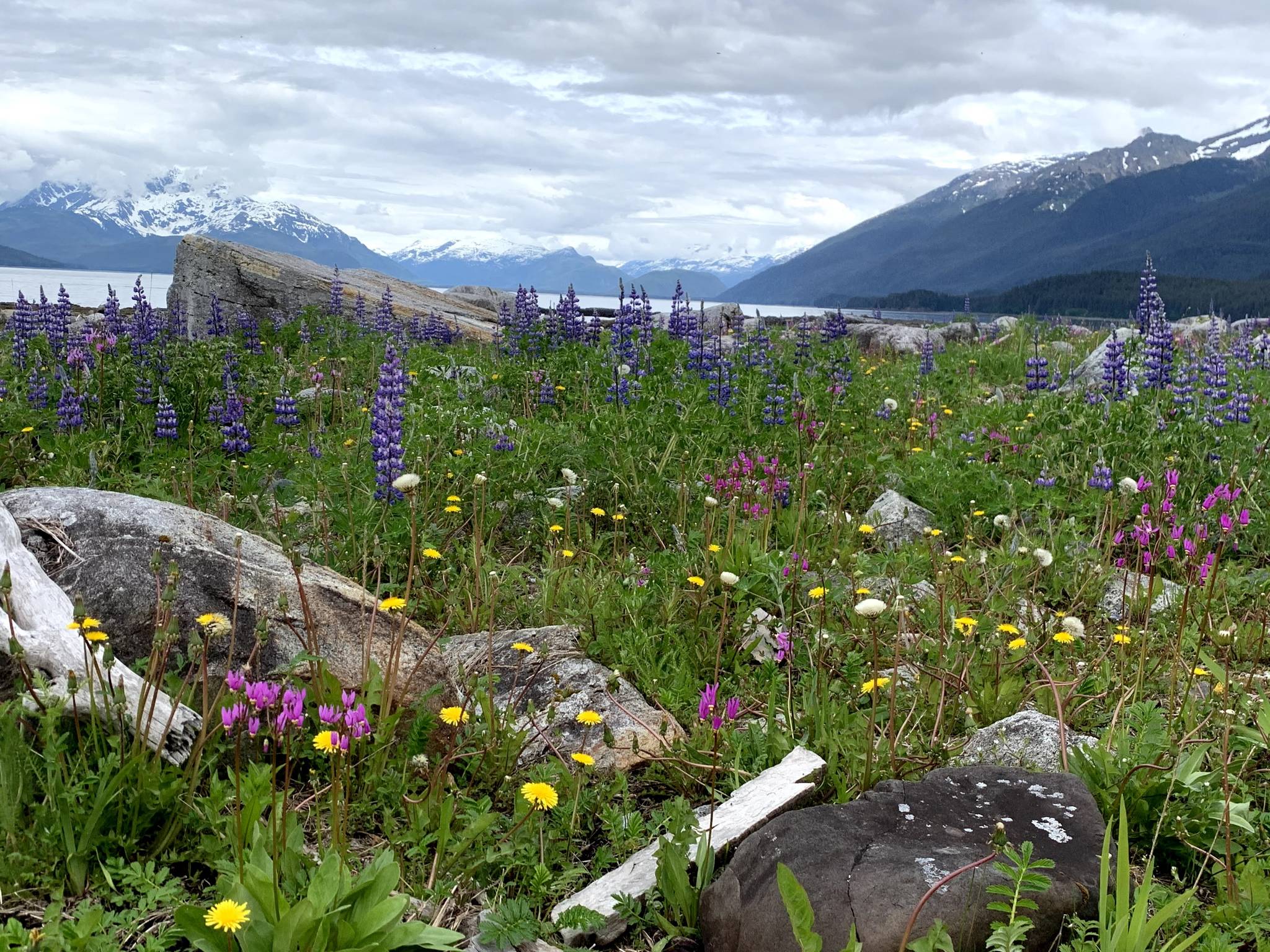Courtesy Photo | Louise Ketcheson                                Flowers are visible in Cowee Meadows.
