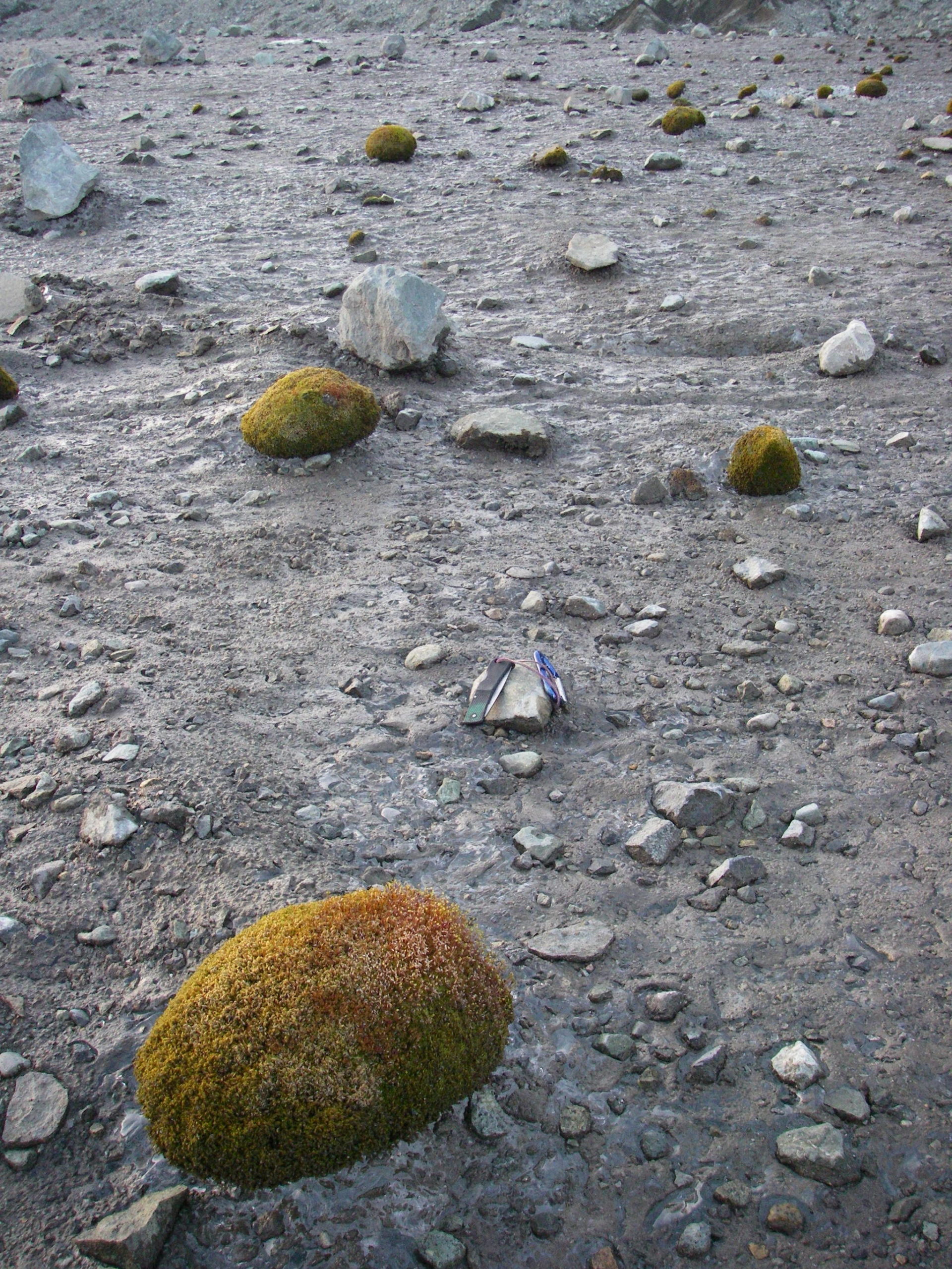 Glacier mice, or moss balls, sit on the Root Glacier near McCarthy. (Courtesy Photo | Tim Bartholomaus)