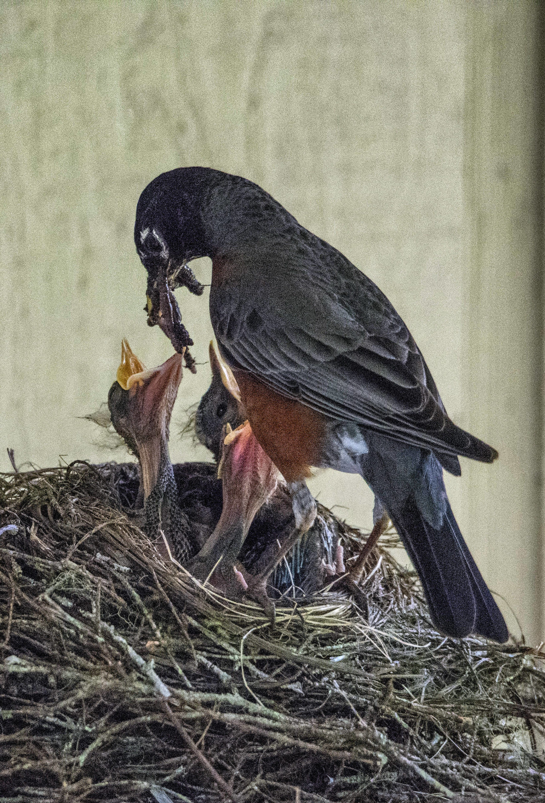 A male American robin feeds four chicks in this photo shared Monday, June 15. (Courtesy Photo | Kenneth Gill, gilfoto)