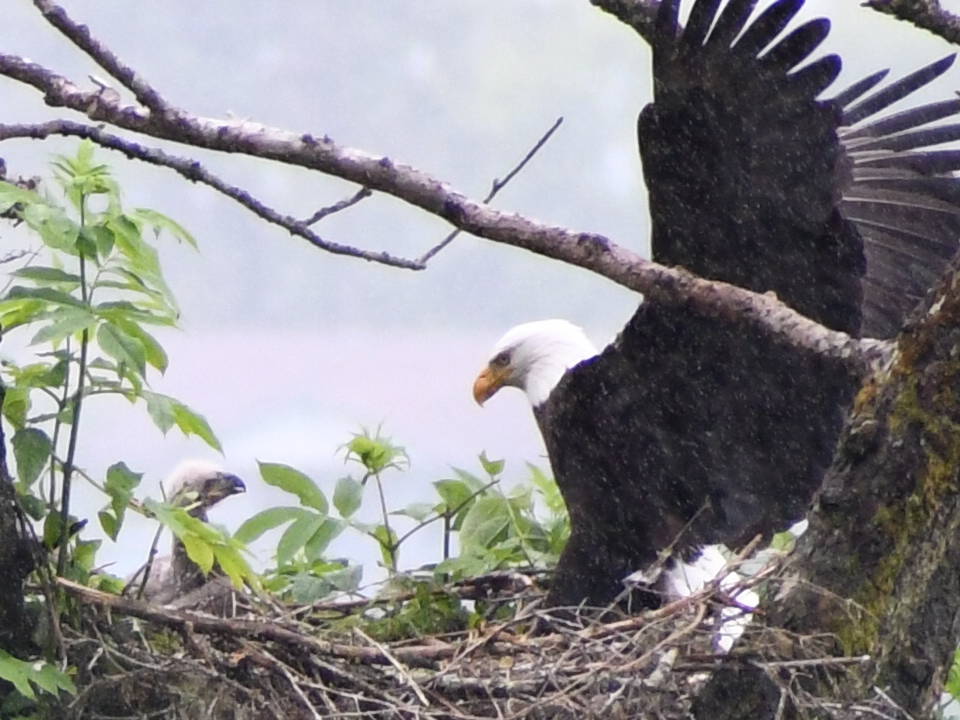 “Mom is back” writes Tom Wagner. This photo shows an eaglet and eagle near Judy Street. (Courtesy Photo | Tom Wagner)