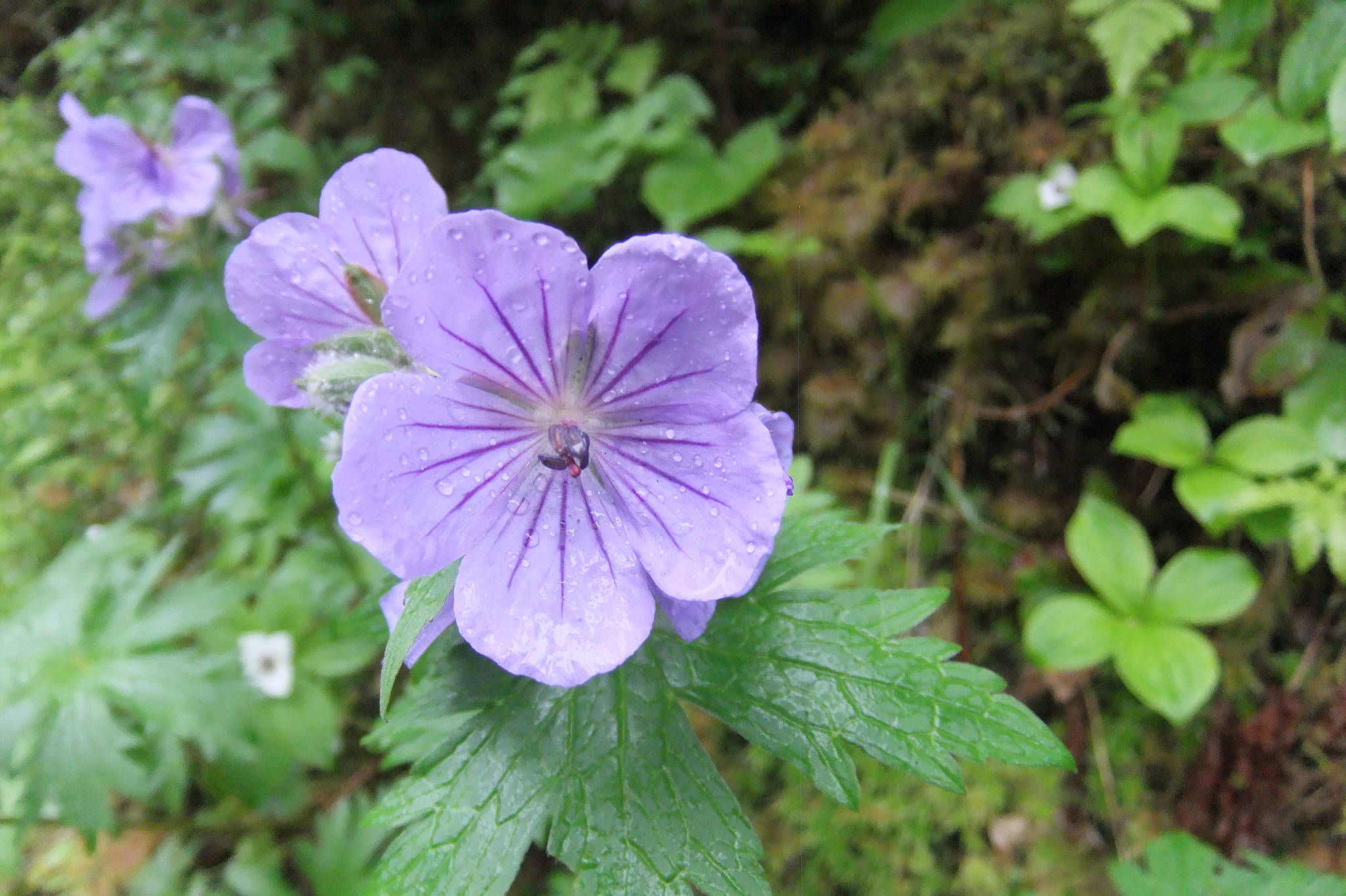 A wild geranium grows somewhere Out the Road, June 23, 2020. (Courtesy Photo | Gary Miller)