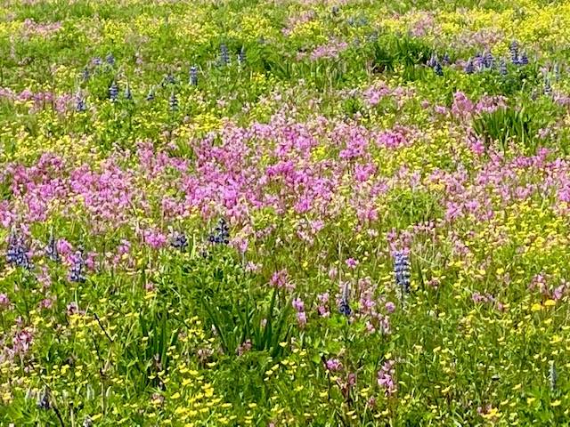 The blooming wildflowers in Cowee meadow resemble a Monet painting on May 30. (Courtesy Photo | Denise Carroll)