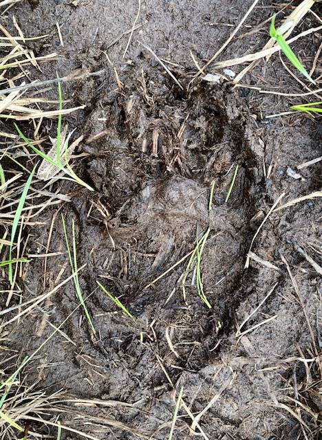Bear cub paw print can be seen in the mud in Cowee Meadow on May 30. (Courtesy Photo | Denise Carroll)