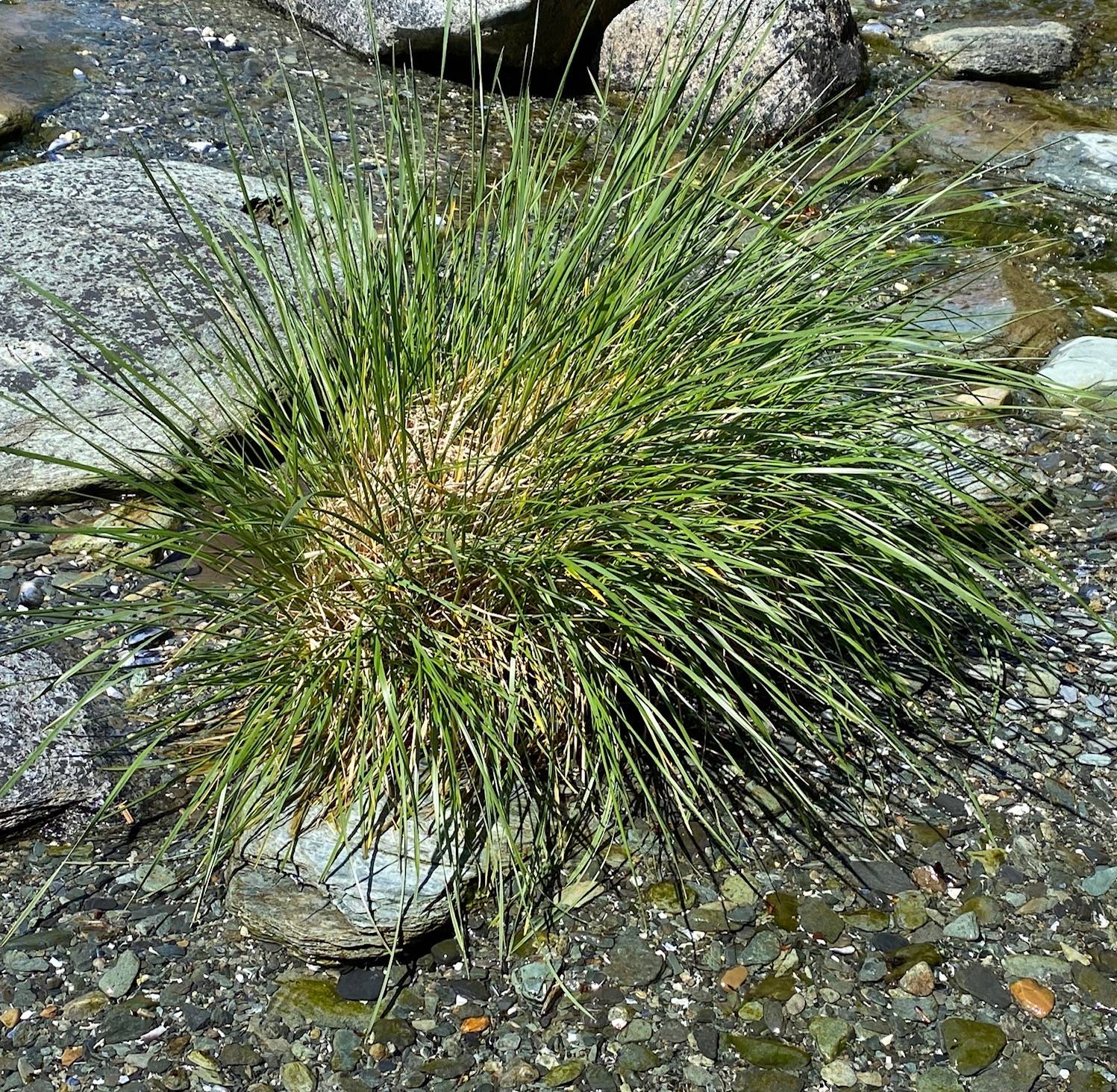 This beach grass seen June 12 on Dupont Beach resembles a colorful porcupine, according to Denise Carroll. (Courtesy Photo | Denise Carroll)