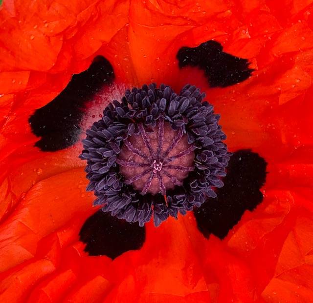 Take a look at this bee’s-eye view inside an Oriental poppy in a Highlands garden on Sunday, June 14, 2020. (Courtesy Photo | Denise Carroll)