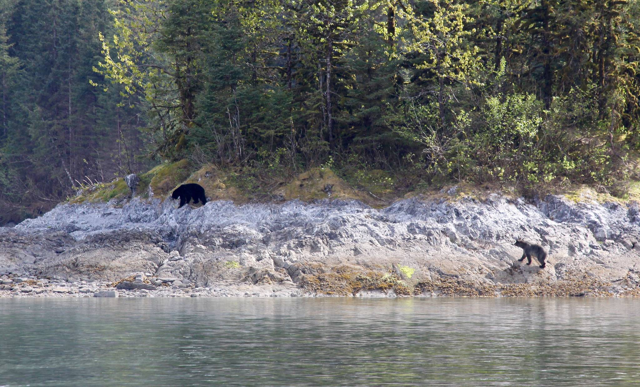 A glacier bear pursues a larger black bear on May 28, 2020. The black bear eventually took refuge by climbing 20 feet up a tree. (Courtesy Photo | Steve Parker)