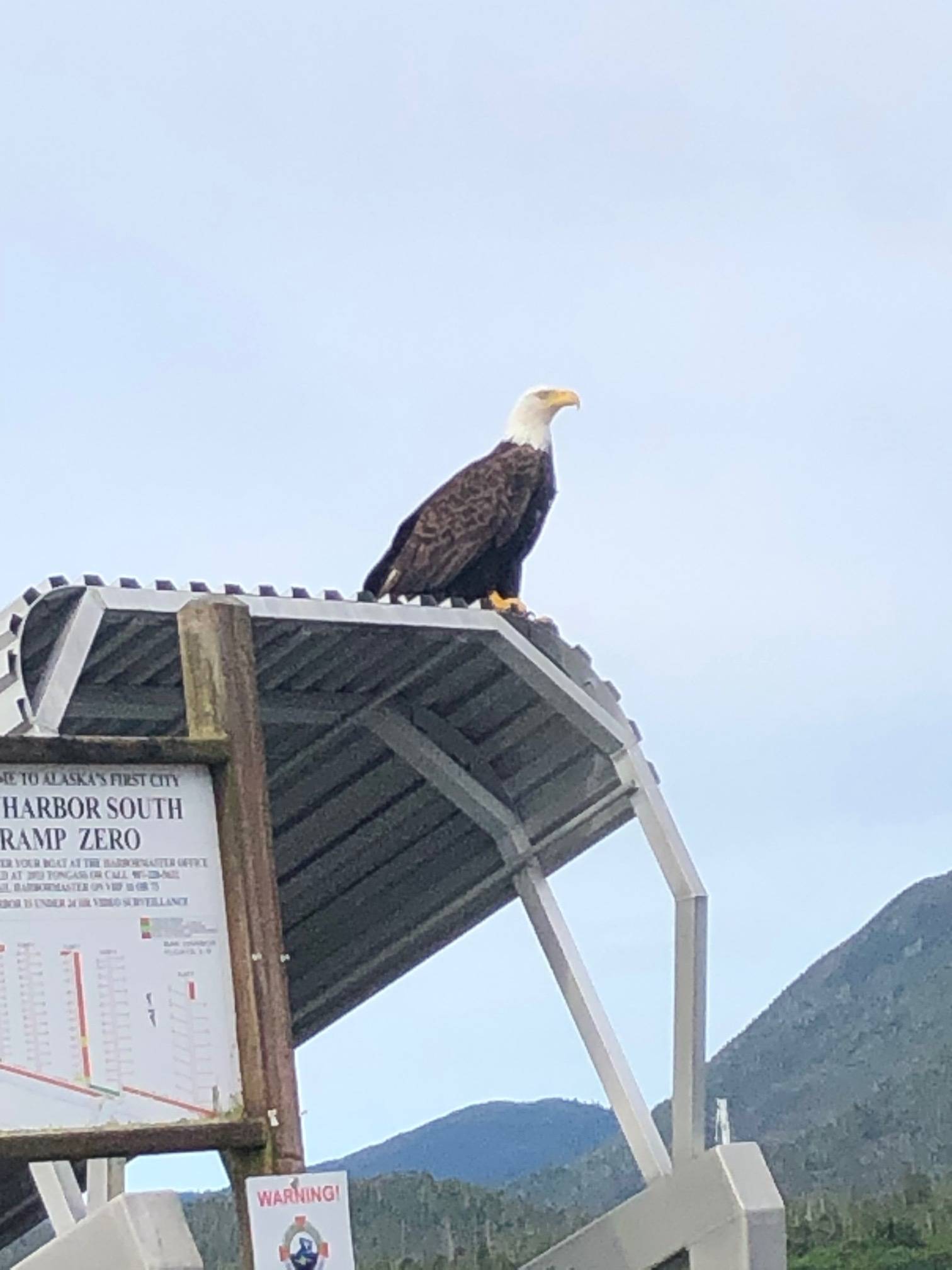 An adult eagle perches on top of Bar Harbor boat ramp Zero. June 6, 2020. (Courtesy Photo | Sean D. Enright)