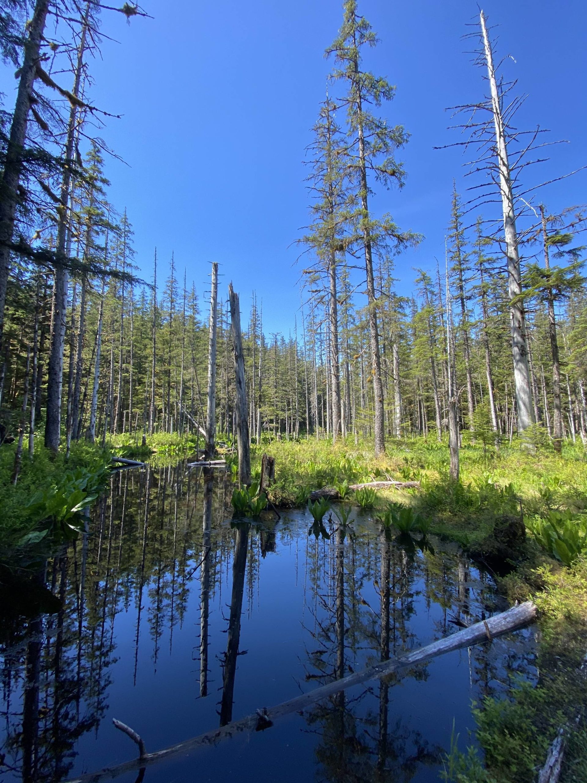 Off Windfall Lake Trail, Herbert River Wetlands, Tongass National Forest. (Courtesy Photo | Kenneth Gill, gillfoto)