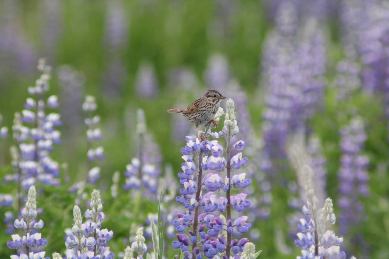 A Lincoln sparrow rests on lupine on the trail at the end of Industrial Blvd. June 12, 2020. (Courtesy Photo | Carolyn Kelley)