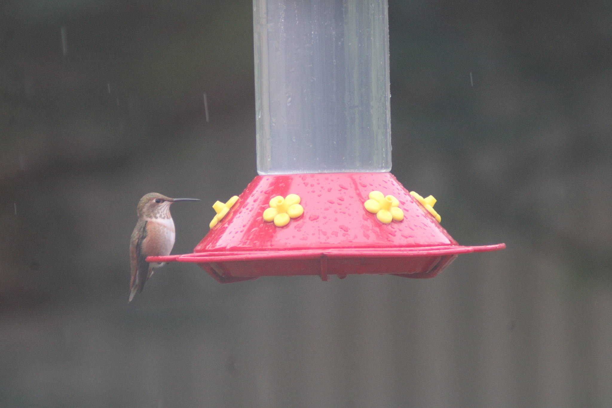 Rufus hummingbird is photographed through a window as it perches on a bird feeder. (Courtesy Photo | Carolyn Kelley)
