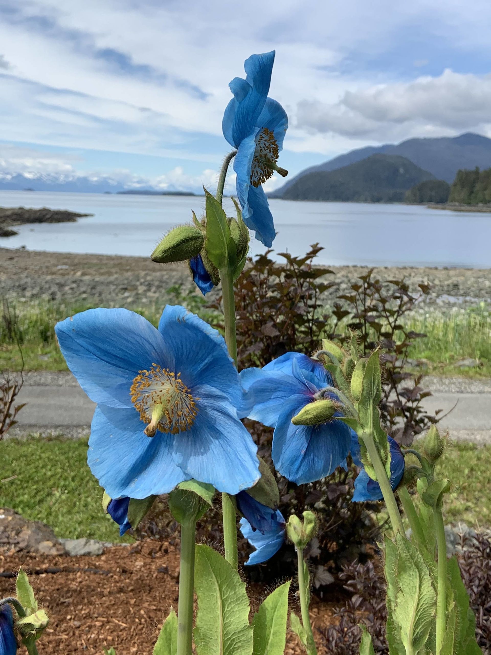 Blue poppies bloom at the Shrine of Saint Therese in this photo shared Tuesday, June 16, 2020. (Courtesy Photo | Cathy Squires)