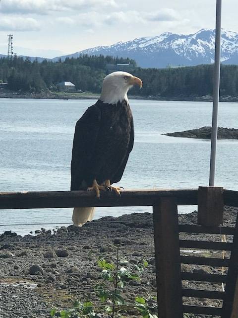 An eagle perches on a deck at Tee Harbor, Sunday, June 14, 2020. (Courtesy Photo | Johanna Smith)