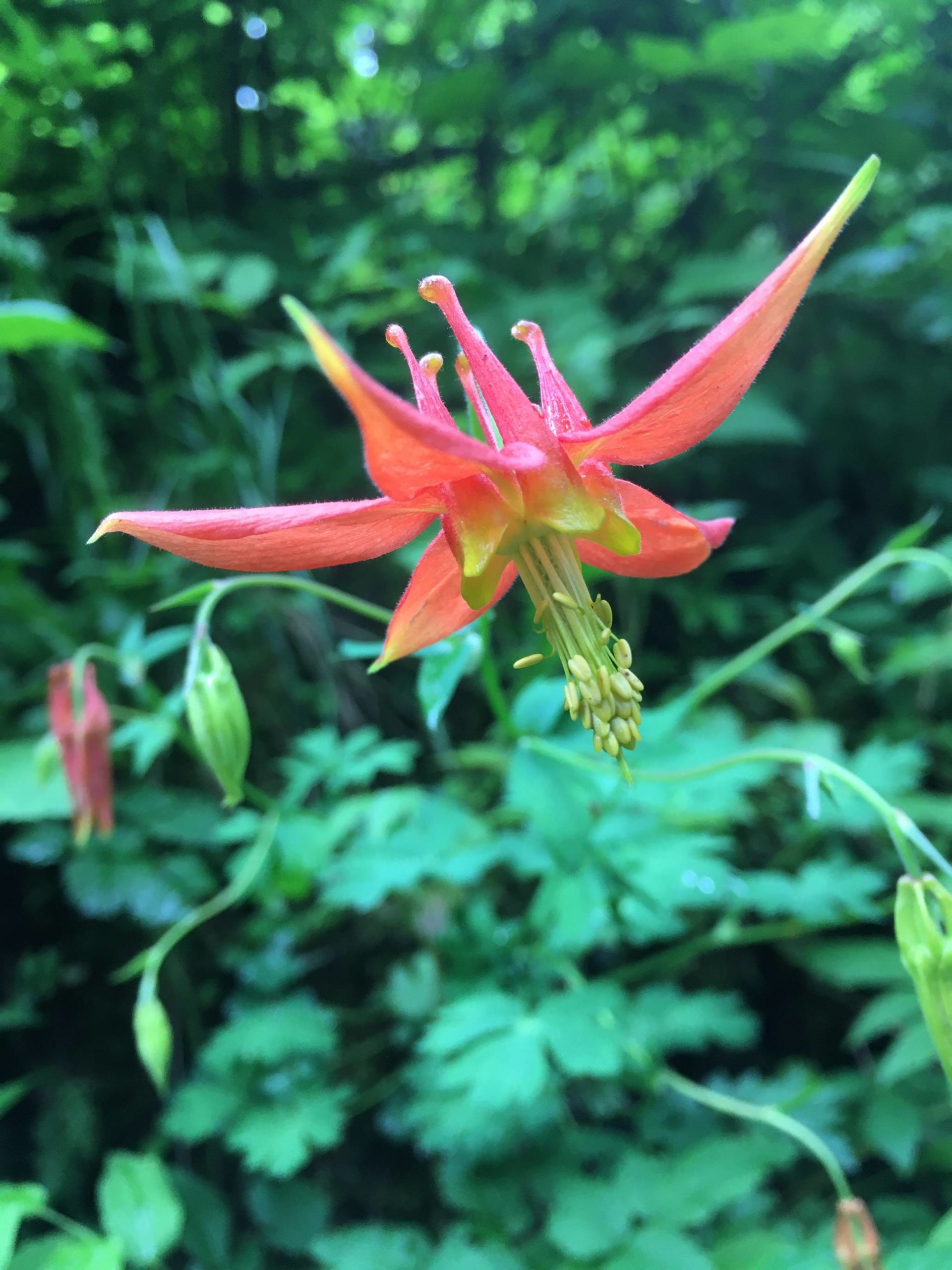 The bright colors of this western columbine contrast with the surrounding greenery in this photo shared Wednesday, June 17, 2020. (Courtesy Photo | Deborah Rudis)