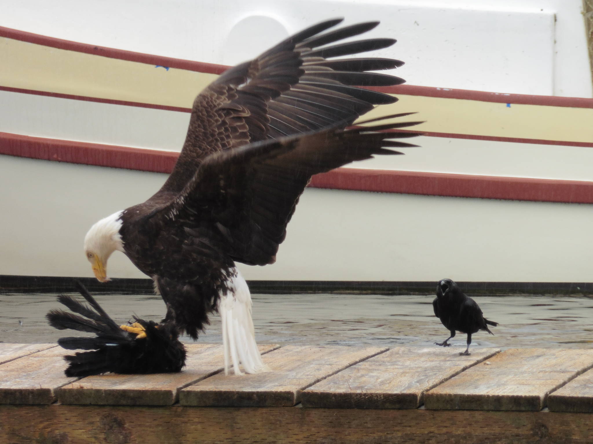 A bald eagle reacts after being harassed while eating a fish in Tee Harbor, Friday, June 19. (Courtesy Photo | David Athearn)
