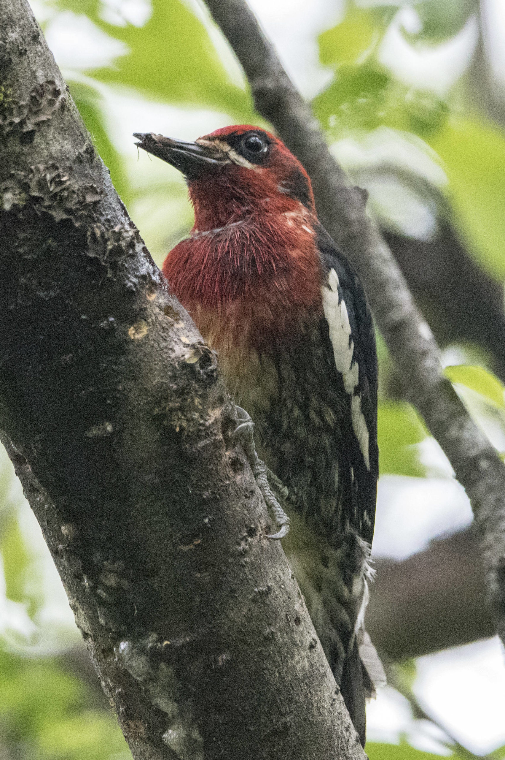 A red breasted sapsucker is seen just off Sandy Beach, Douglas. (Courtesy Photo | Kenneth Gill, gillfoto)