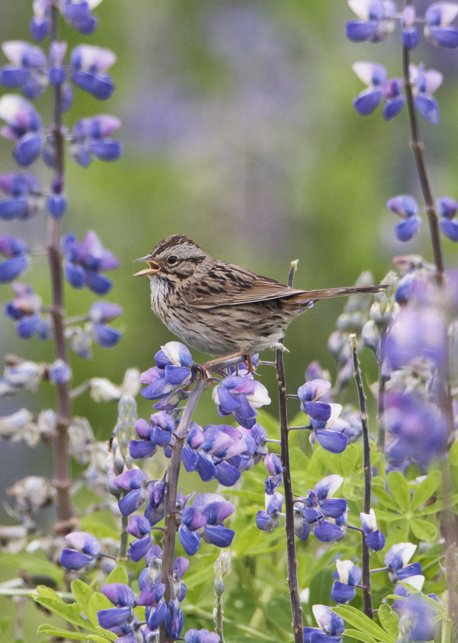 A Lincoln’s sparrow sings with Lupine on the Mendenhall Wetlands. (Courtesy Photo | Kenneth Gill, gilfoto)