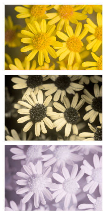 Comparison of Jacobaea maritima (Silver Ragwort) flowers photographed with visible light (top), ultraviolet light (middle), and infrared light (bottom). In visible light, the flowers appear bright yellow, with the centers being slightly darker than the petals. In ultraviolet light, the centers appear dark, helping guide bees and other insects that can see in the ultraviolet spectrum to the area of the flower where the nectar and pollen are located. (David Kennard | davidkennardphotography.com)