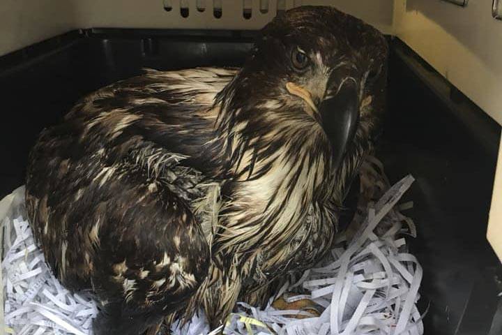 A juvenile bald eagle looks out from their crate after being rescued from near Auke Bay on June 4, 2020. The Juneau Raptor Center has had an active spring, handling half a dozen calls about bald eagles in the last week and rescuing other birds as well. (Courtesy photo | Juneau Raptor Center)