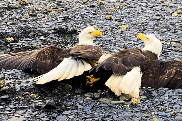 A pair of bald eagles lay on the beach near Auke Bay after locking talons and falling from the sky on June 9, 2020, a somewhat common behavior. The Juneau Raptor Center has had an active spring, handling half a dozen calls about bald eagles in the last week and rescuing other birds as well. (Courtesy photo | Kevin Henderson)