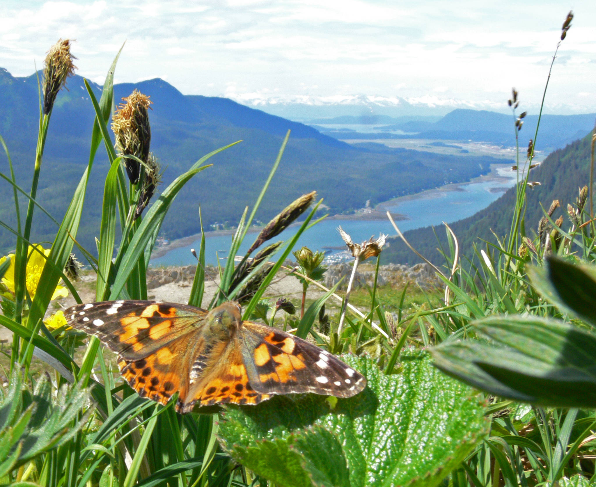 Painted lady butterflies, like this one, migrate in a way similar to monarch butterflies. From wintering areas in Mexico they migrate northward in multiple generations to the Canadian border. (Courtesy Photo | Bob Armstrong)