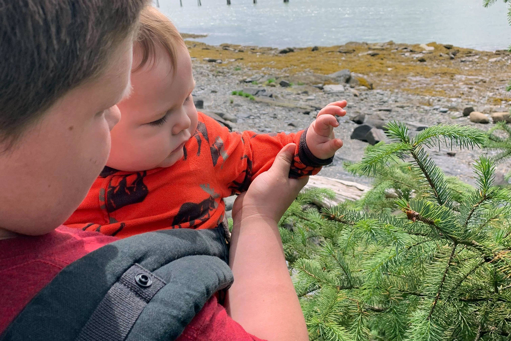Jonah Hurst shows his little brother, Bear, how to pick spruce tips in Wrangell. Adjusting her spruce tip picking schedule to the baby’s schedule is difficult but doable. (Courtesy Photo | Nikka Mork)
