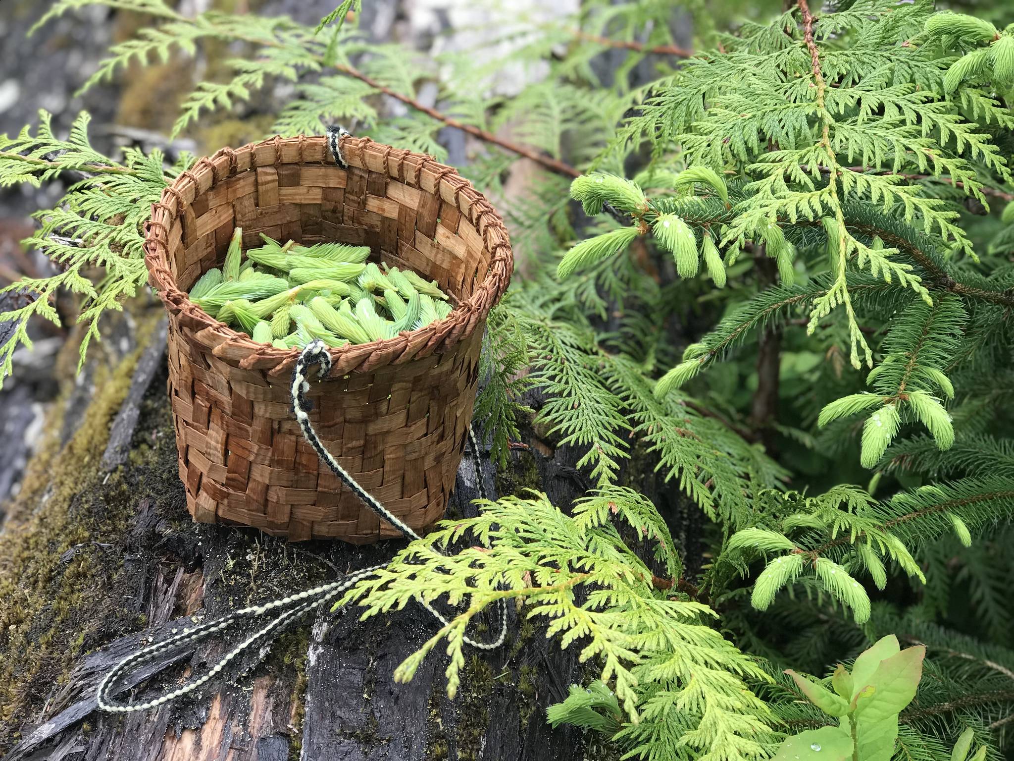 A cedar basket holds harvested spruce tips. (Vivian Faith Prescott | For the Capital City Weekly)