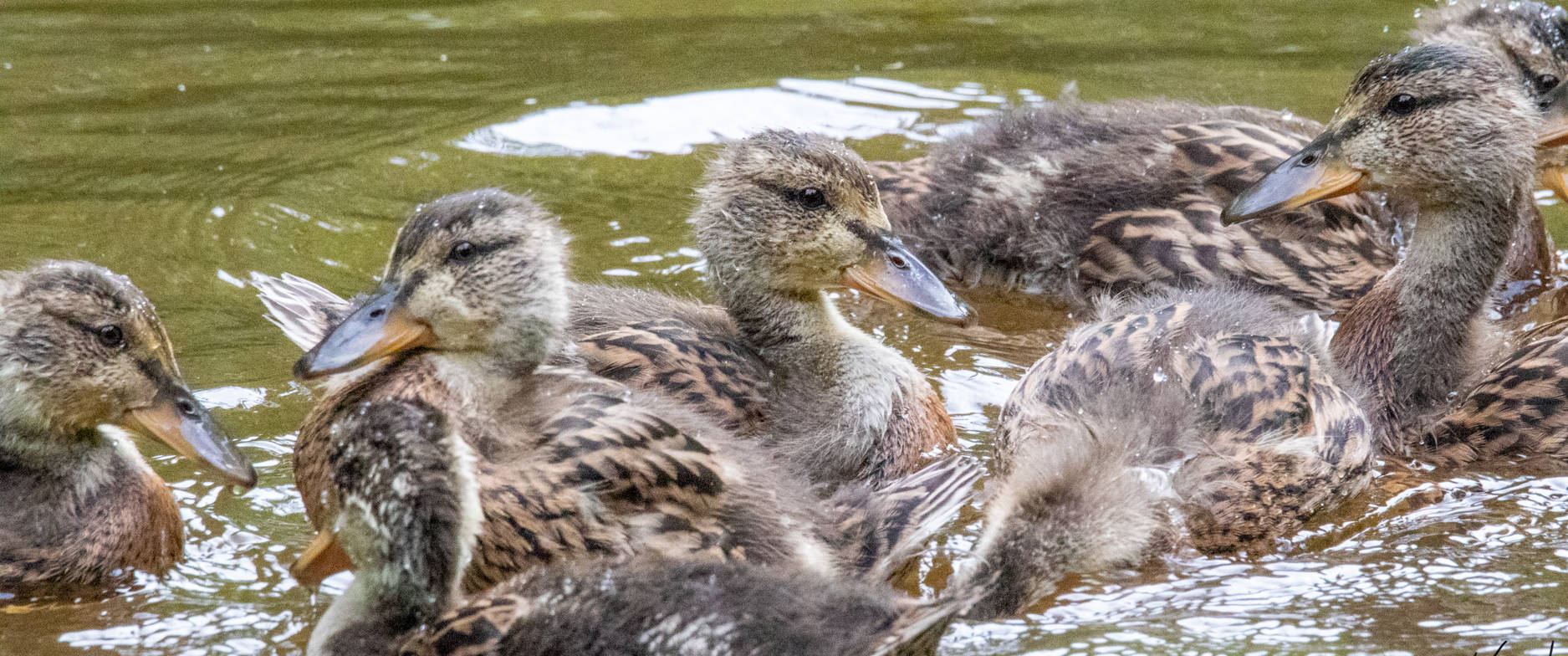 Ducklings swim on Monday, June 22. (Courtesy Photo | Kerry Howard)