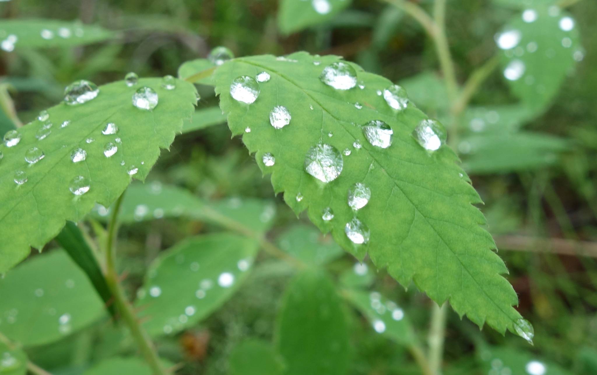 Water droplets sit on leaves following a rainy period in Interior Alaska. Chances are good that the drop of rain that splashes on your forehead, or landed on this leafe, are made of molecules that were here long before the first humans looked up in wonder at a cloudy sky. (Courtesy Photo | Ned Rozell)