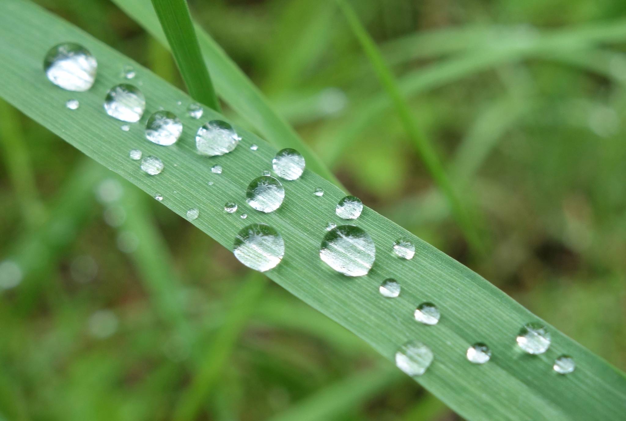 Water droplets sit on a blade of grass following a rainy period in Interior Alaska. (Courtesy Photo | Ned Rozell)