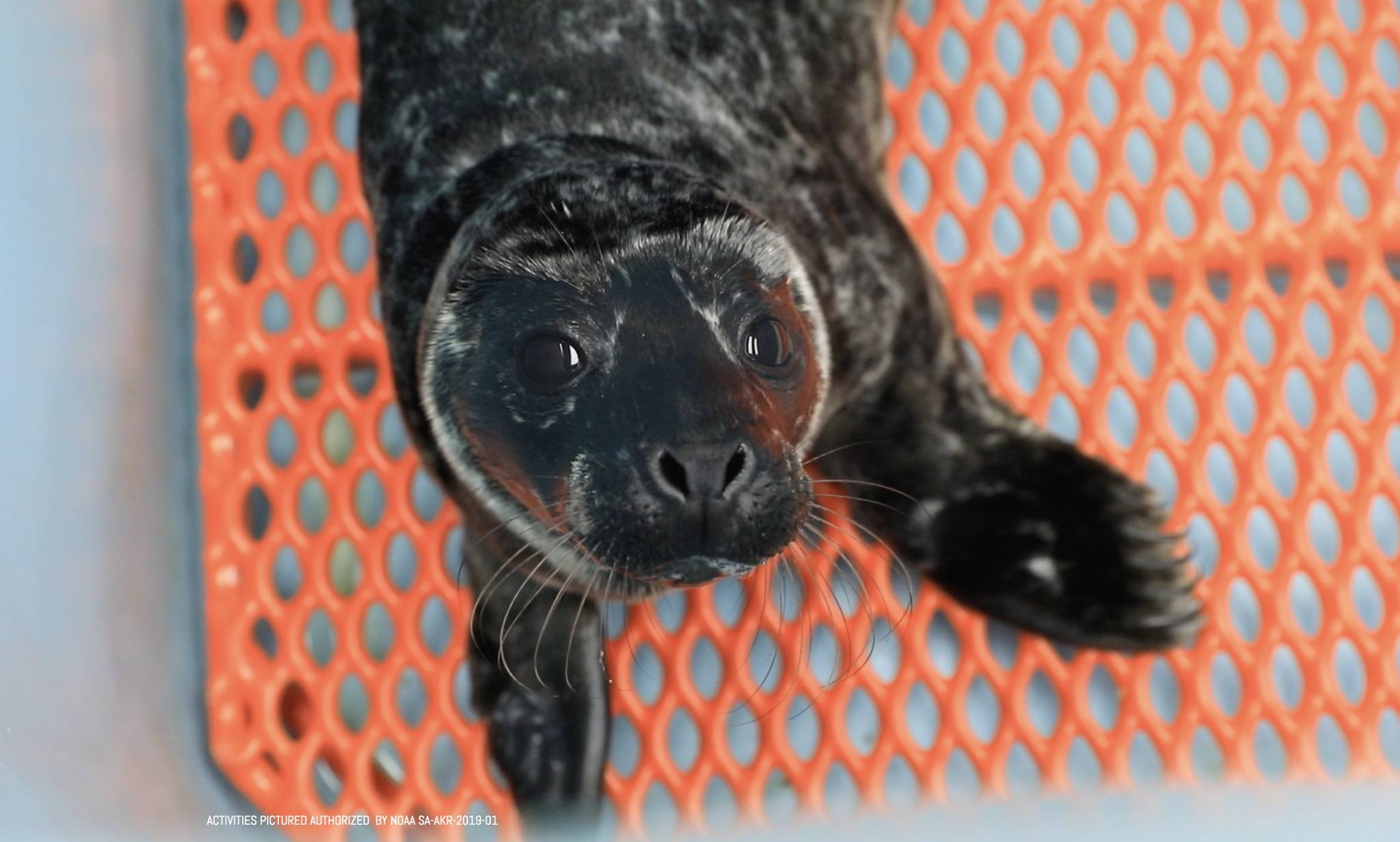 Courtesy Photo | SeaLife Center This harbor seal pup from Juneau is one of six to be admitted to the Alaska SeaLife Center in Seward.