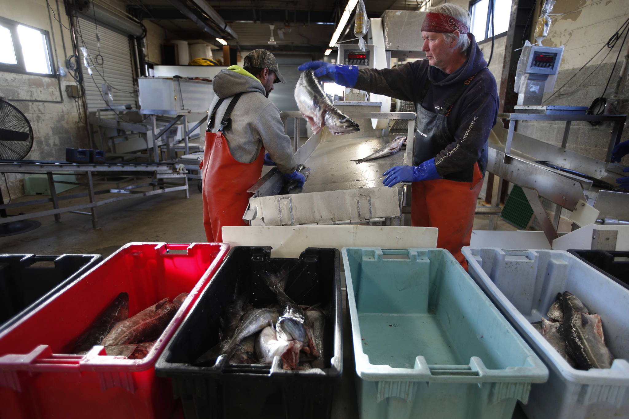 This March 25, 2020, file photo shows a small load of pollack being sorted as it comes off a boat at the Portland Fish Exchange in Portland, Maine. The amount of commercial fishing taking place worldwide has dipped since the start of the coronavirus pandemic, but scientists and conservation experts say its unclear if the slowdown will help jeopardized species of sea life to recover. (AP Photo/Robert F. Bukaty)