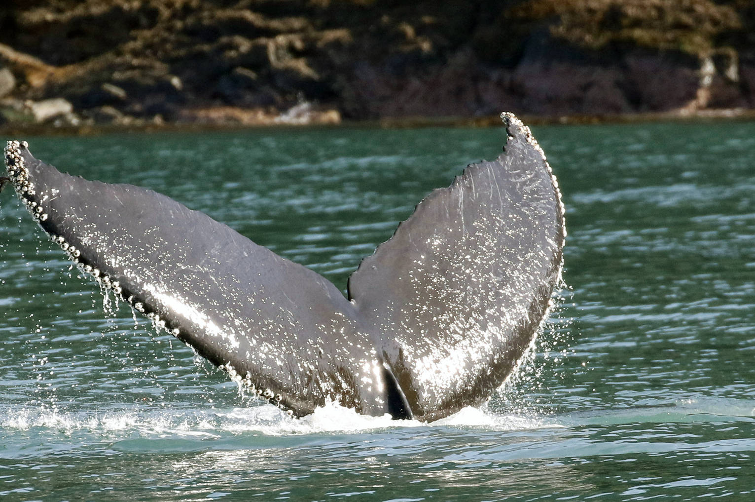 A whale dives on the way to Tracy Arm. (Courtesy photo | Linda Shaw)