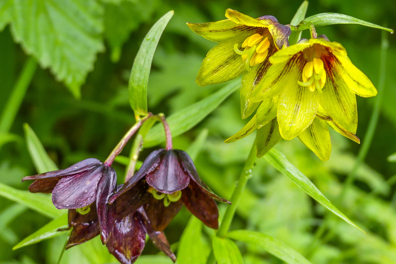 Chocolate lilies smells fetid (unlike most flowers) and is pollinated by flies. (Courtesy Photo | Kerry Howard)