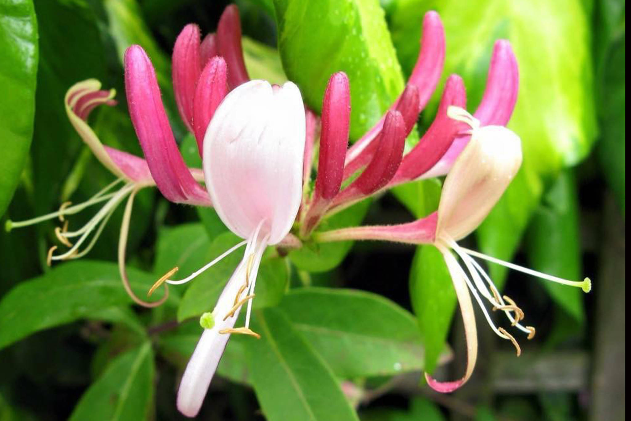 Honeysuckle can be used to make syrup, but be careful, some stems can be poisonous. (Vivian Mork Yéilk’ | For the Capital City Weekly)