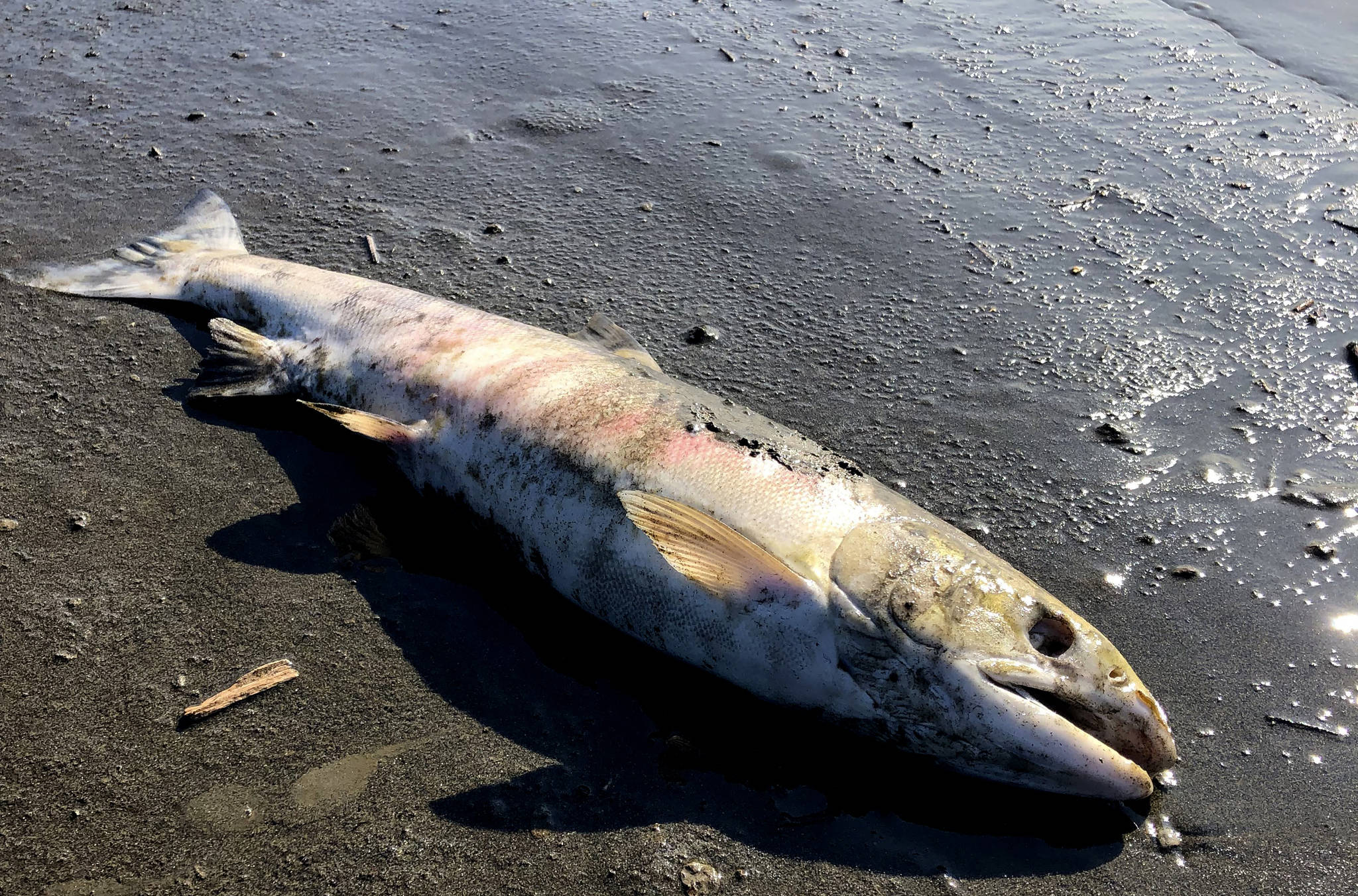 This July 2019 photo provided by Peter Westley shows the carcass of a chum salmon along the shore of the Koyukuk River near Huslia, Alaska, July 2019 was the hottest month ever recorded in the state. Global warming looks like it will be a far bigger problem for the world’s fish species than scientists first thought, since a study led by Dr. Flemming Dahlke released on Thursday, July 2, 2020 shows that when fish are spawning or are embryos they are far more vulnerable to hotter water. (Peter Westley | University of Alaska Fairbanks)