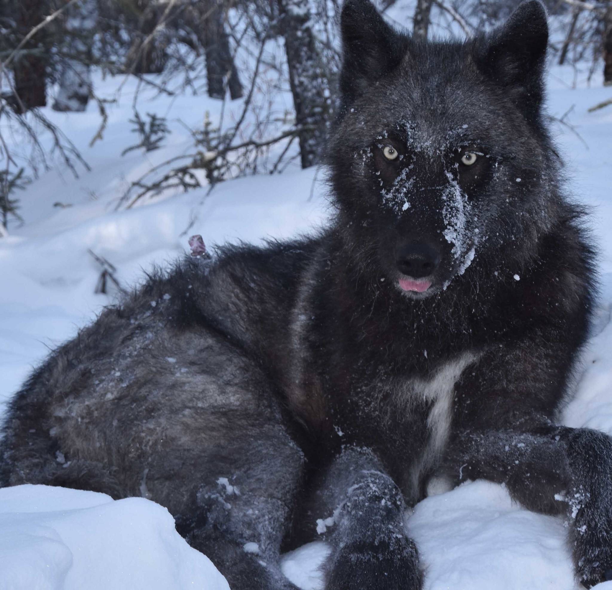 Courtesy Photo | Kyle Joly                                 An Alaska wolf, one of which traveled more than 3,500 miles in one year.
