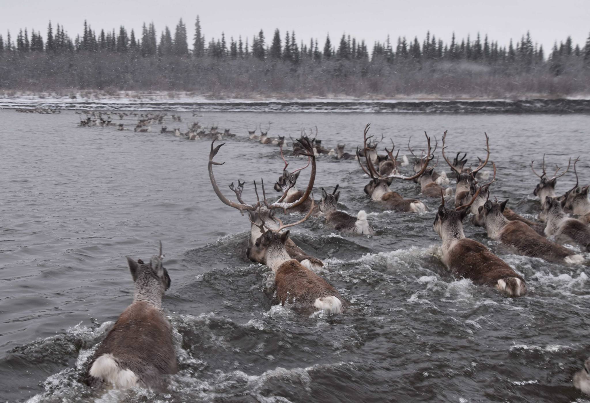 Courtesy Photo | Kyle Joly                                 Caribou cross the Kobuk River in northwestern Alaska.