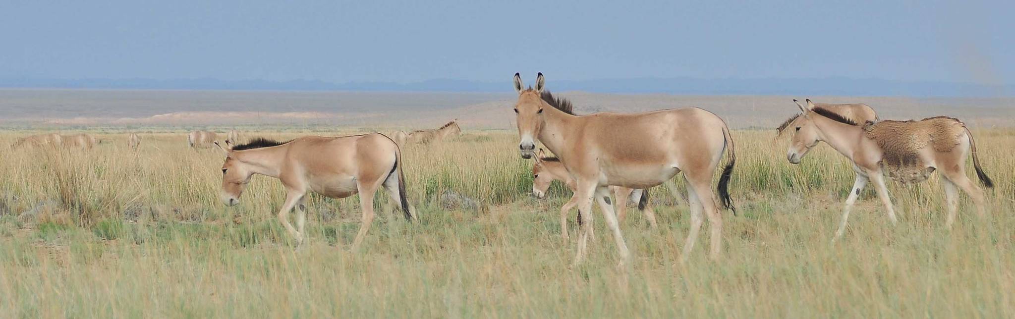 Courtesy Photo | Petra Kaczensky                                 Khulans, also known as Mongolian wild asses, graze in Mongolia.