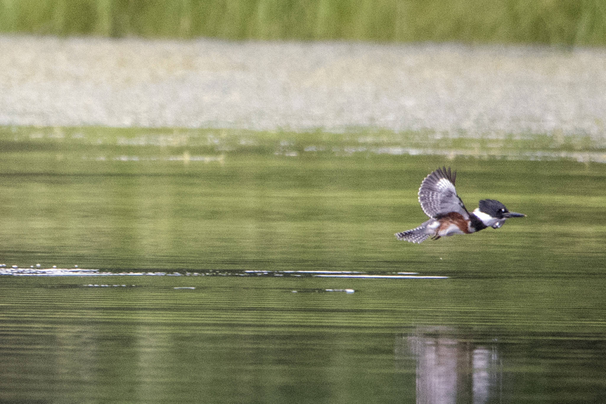 Belted Kingfisher with fresh catch, by the Salt Chuck Amalga, Southeast Alaska. (Courtesy Photo/Kenneth Gill, gillfoto)