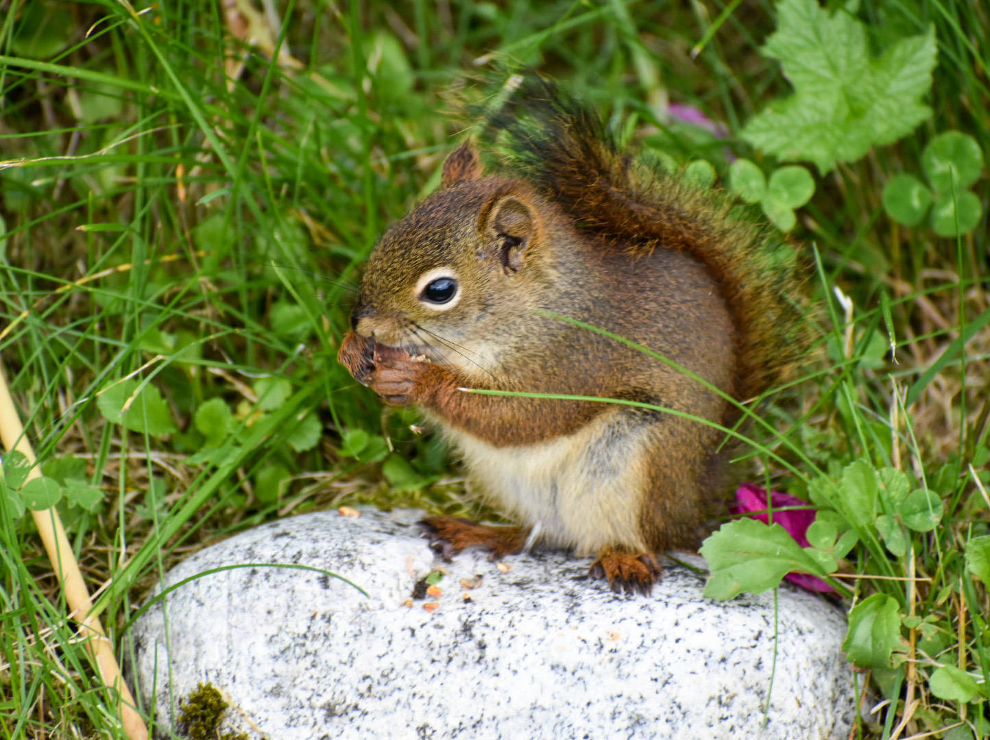 A squirrel snacks on seeds near the Shrine of St. Therese. (Courtesy Photo | Eston Jennings)