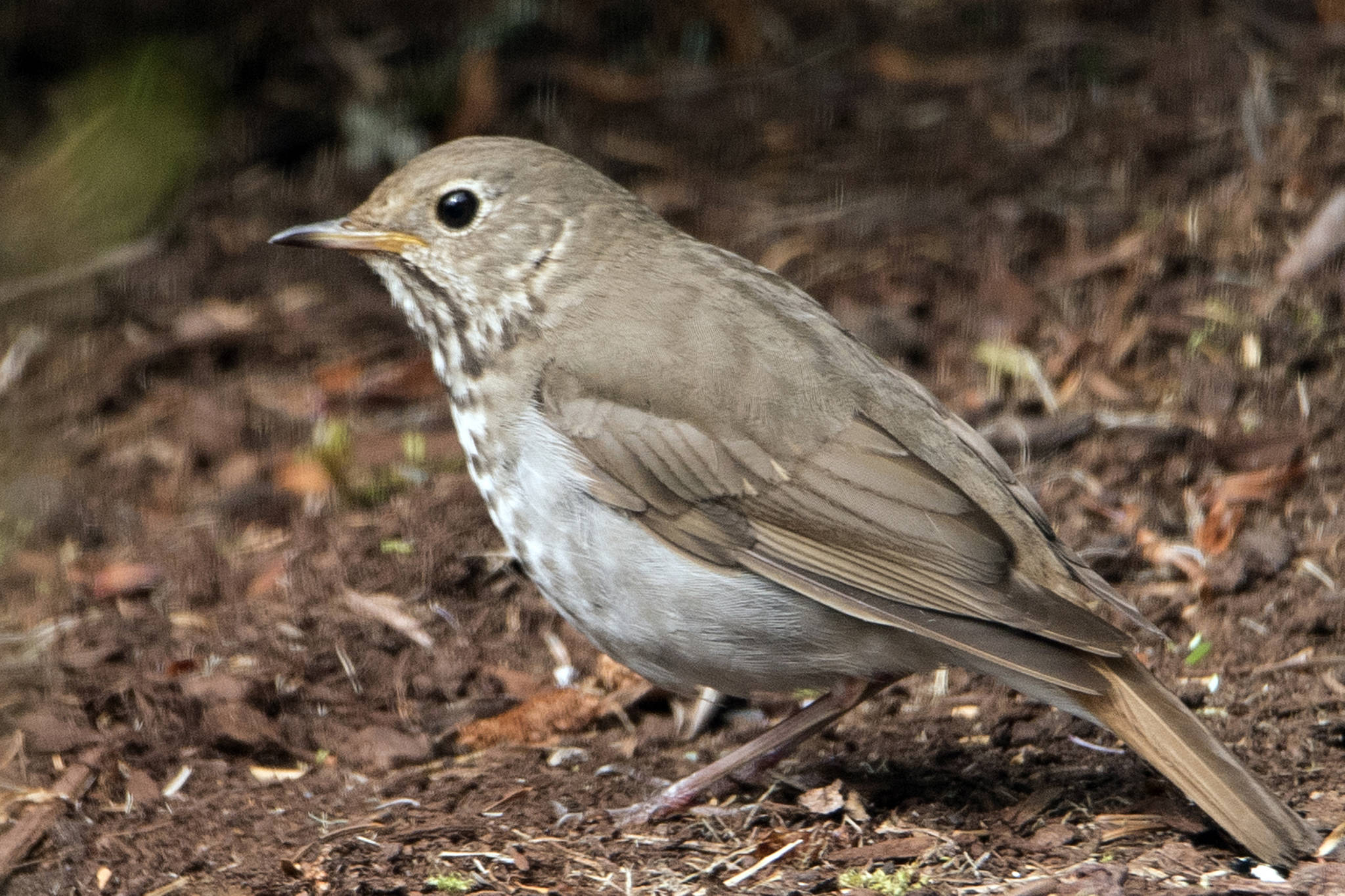 A hermit thrush is in a garden out by Lena. (Courtesy Photo/Kenneth Gill,gillfoto)