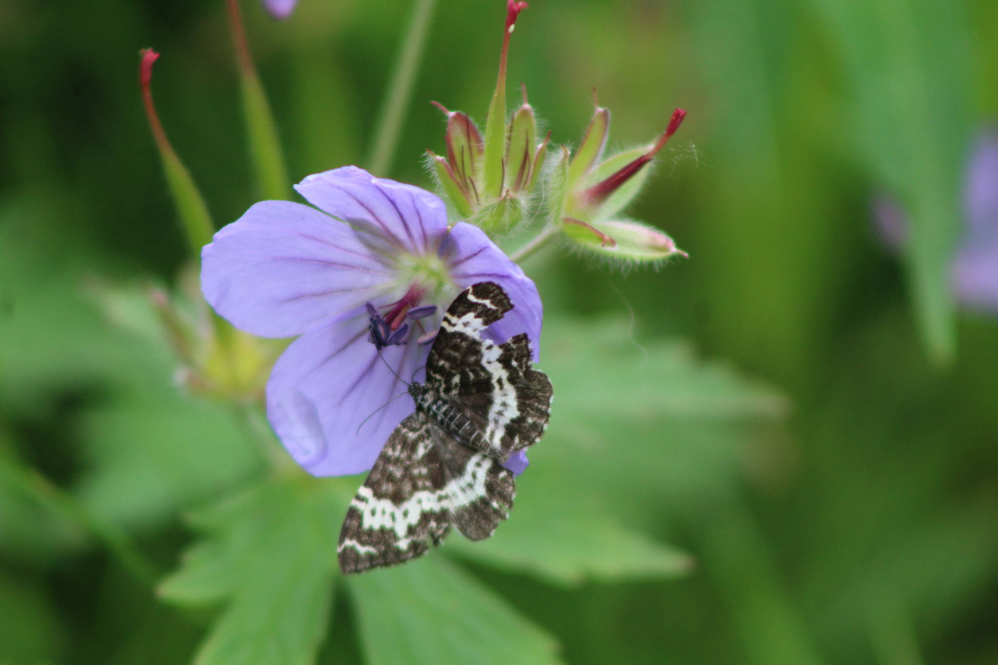 A geranium and friend are seen in this July 11 photo. (Courtesy Photo | Carolyn Kelley)
