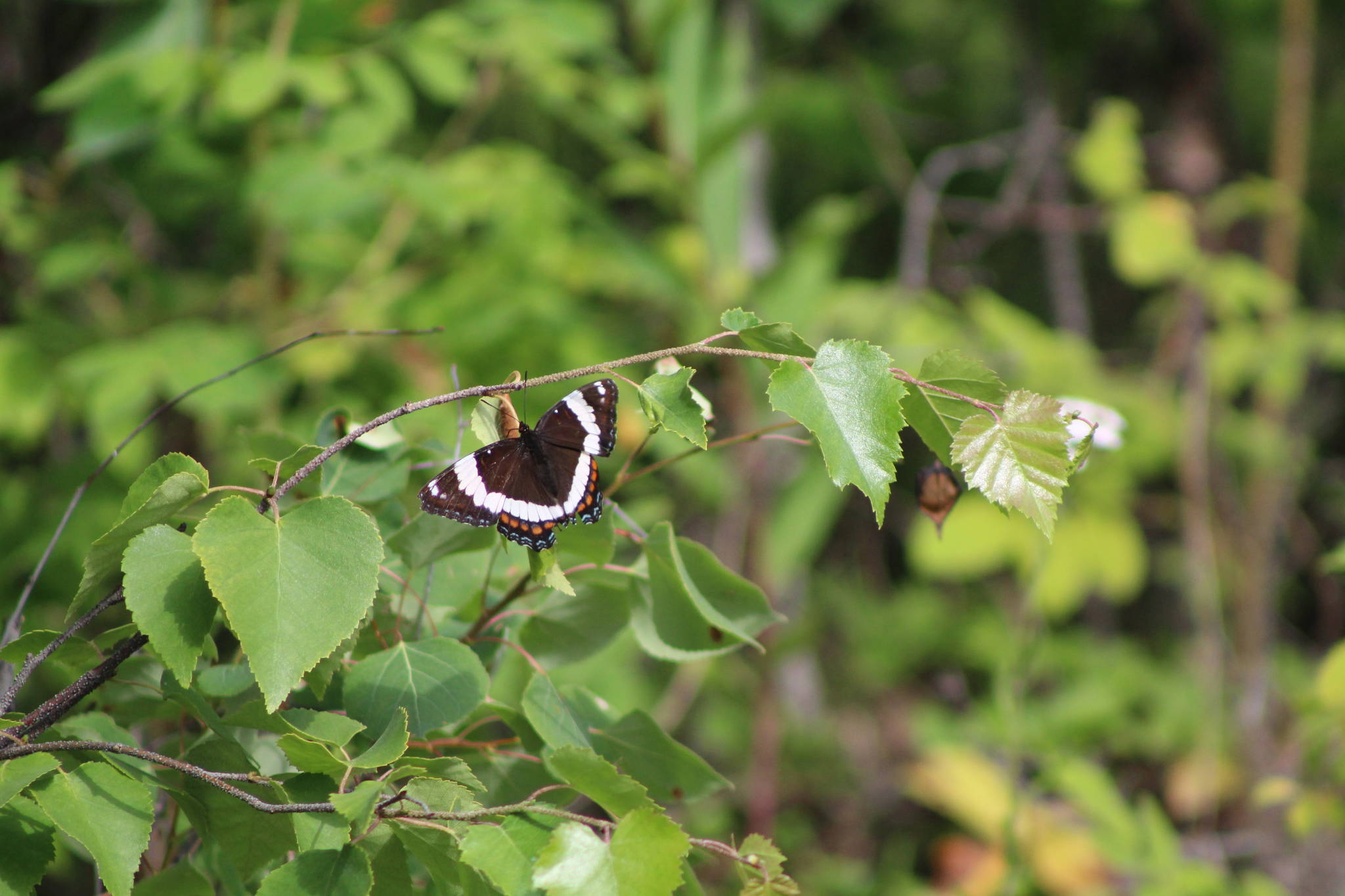 A white admiral butterfly lands on a branch in this July 11 photo. (Courtesy Photo | Carolyn Kelley)                                A white admiral butterfly lands on a branch in this July 11 photo. (Courtesy Photo | Carolyn Kelley)