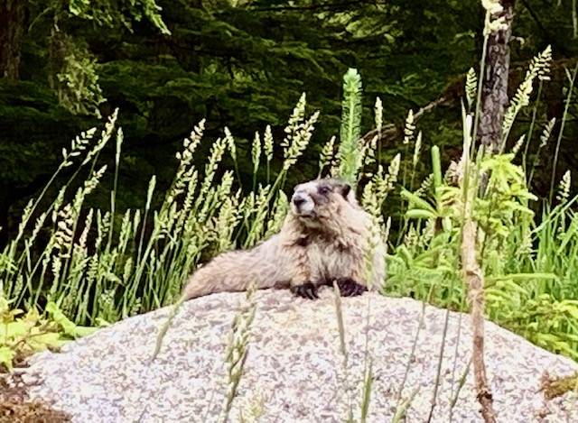 A hoary marmot lounges along Fish Creek Road on July 2, 2020. (Courtesy Photo | Denise Carroll)