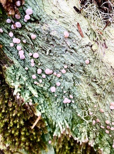 Pink fairy barf is the fruity body of this pale green lichen growing on a rotting stump on the Mount Roberts Tram trail on July 8, 2020. (Courtesy Photo | Denise Carroll)