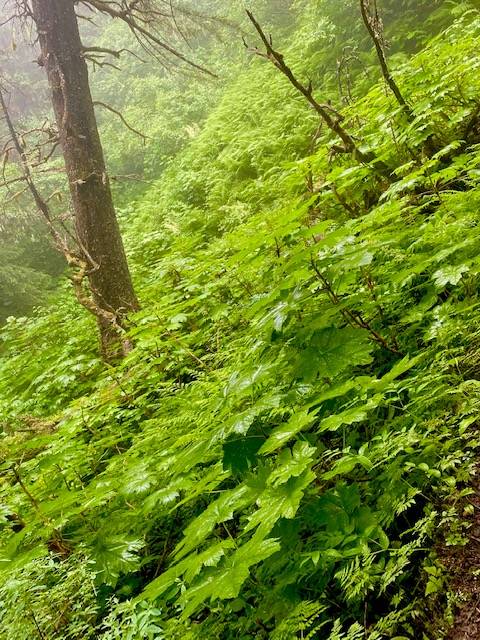 “Green, green, it’s green they say on the far side of the hill…” writes Denise Carroll of this photo taken on the Mount Roberts Tram trail on July 8, 2020. (Courtesy Photo | Denise Carroll)