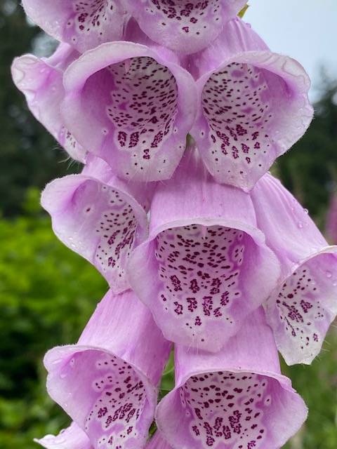 Blooming foxglove along twin lakes invites hummingbirds and bees alike to feast on nectar on July 10, 2020. (Courtesy Photo | Denise Carroll)