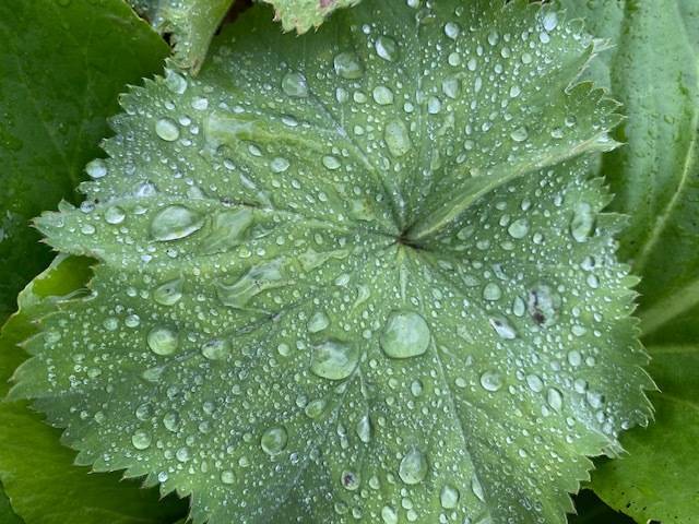 A lady’s mantle leaf catches morning raindrops on July 11, 2020. (Courtesy Photo | Denise Carroll)