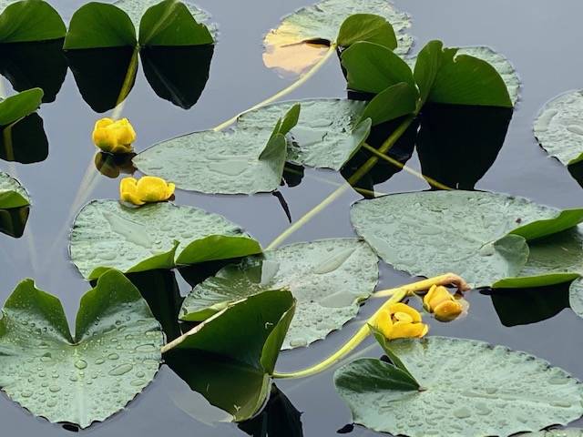 Yellow pond lilies are in full bloom on Auke Lake on July 11, 2020. (Courtesy Photo | Denise Carroll)